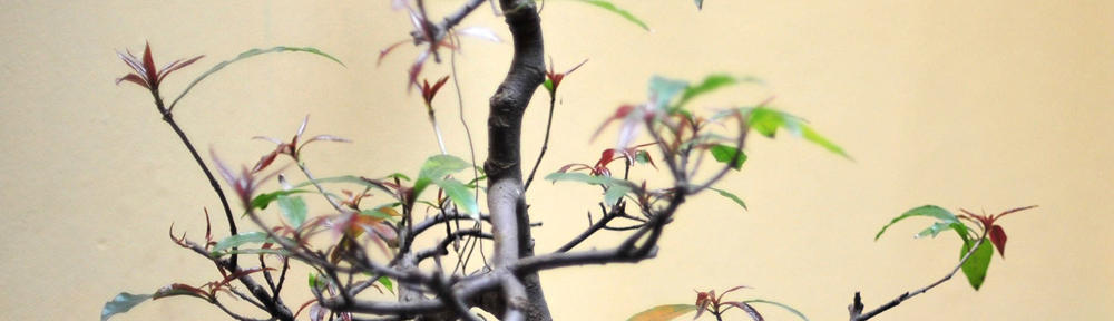 丹波篠山市立　岡野小学校・幼稚園